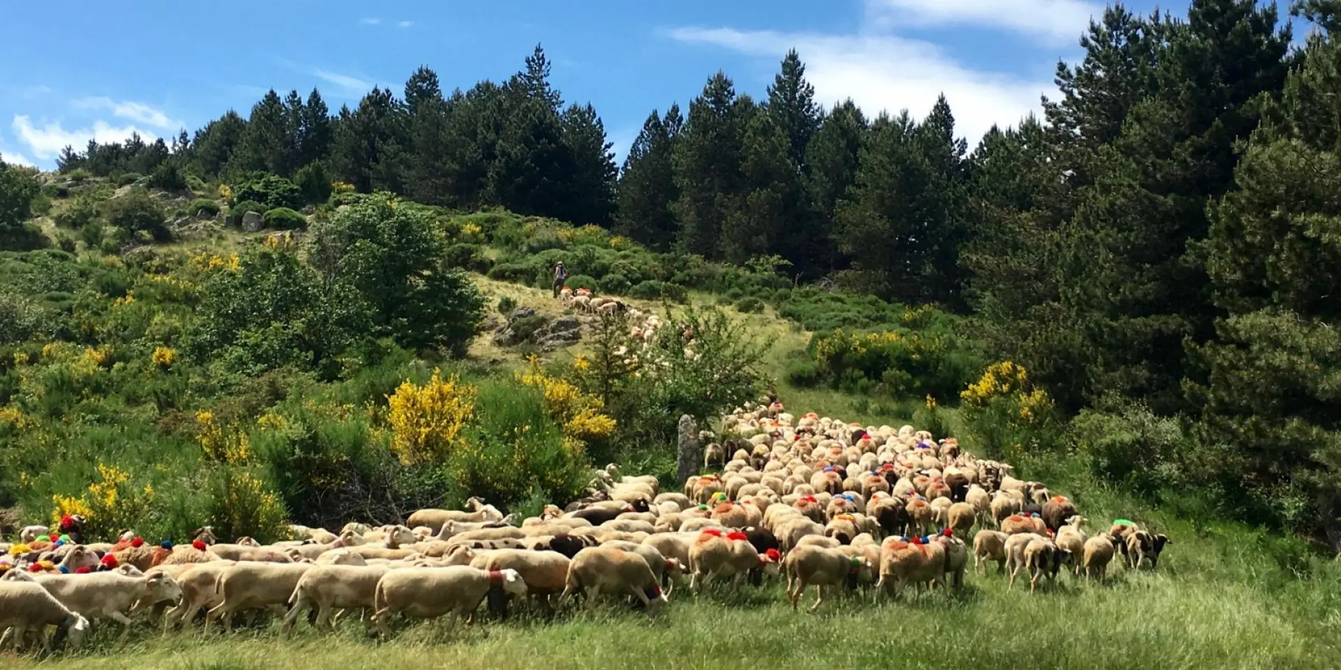 CONFÉRENCE - LA TRANSHUMANCE OVINE SUR LES HAUTES TERRES DU GÉVAUDAN
