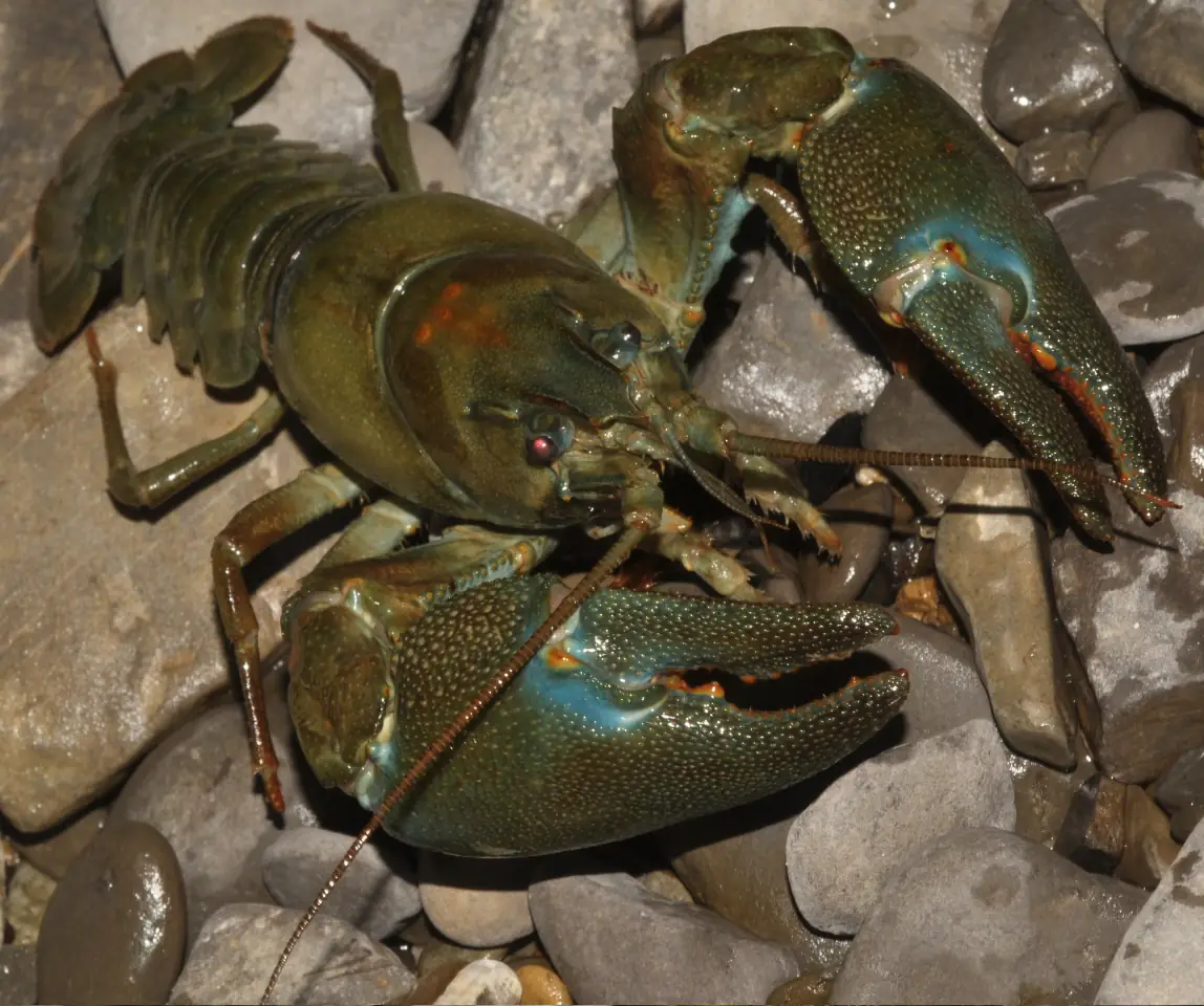 LES SORTIES NATURE : PÊCHE DE L'ÉCREVISSE