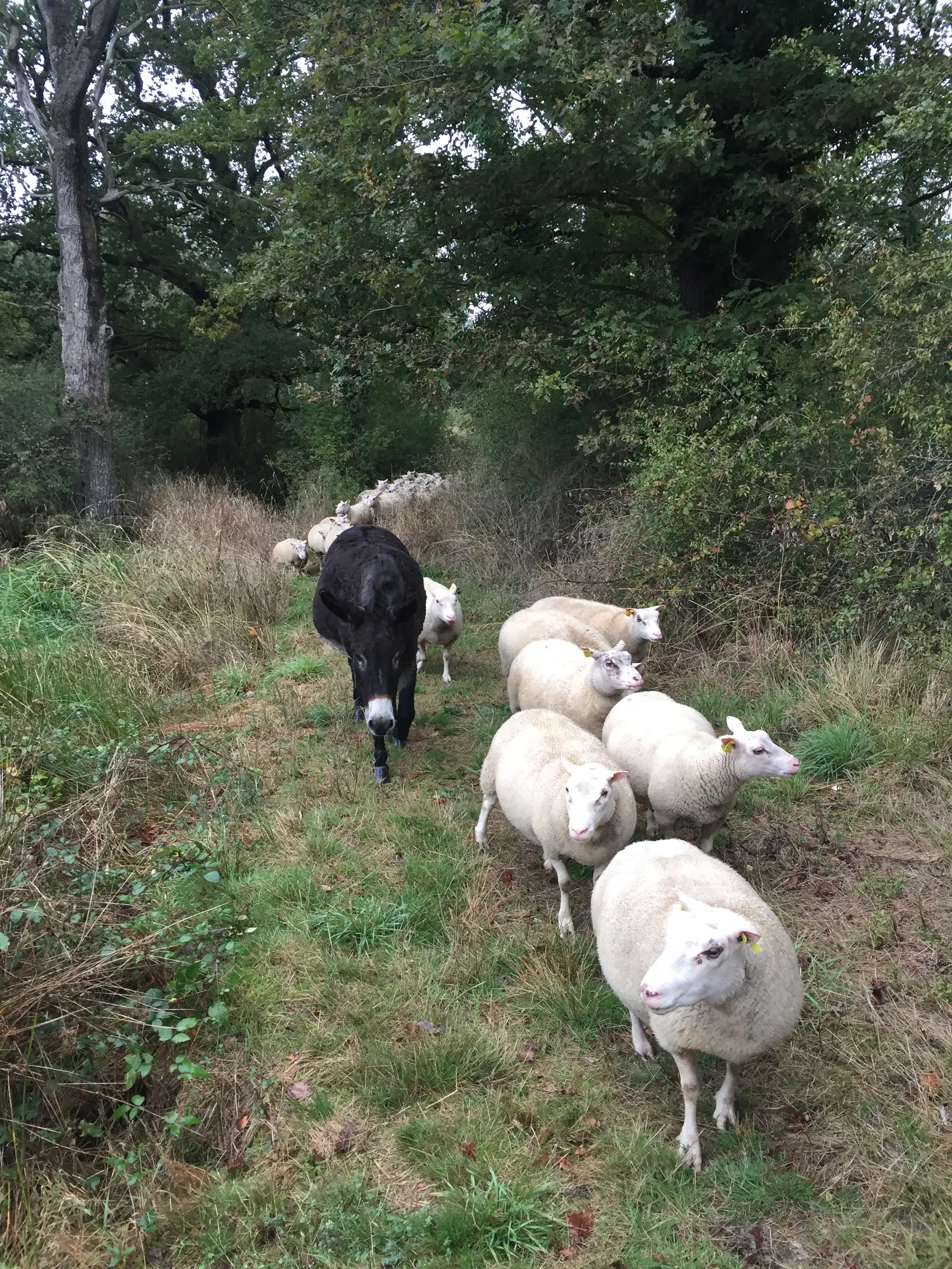 Transhumance des brebis de la ferme de Gommiers ANNULE