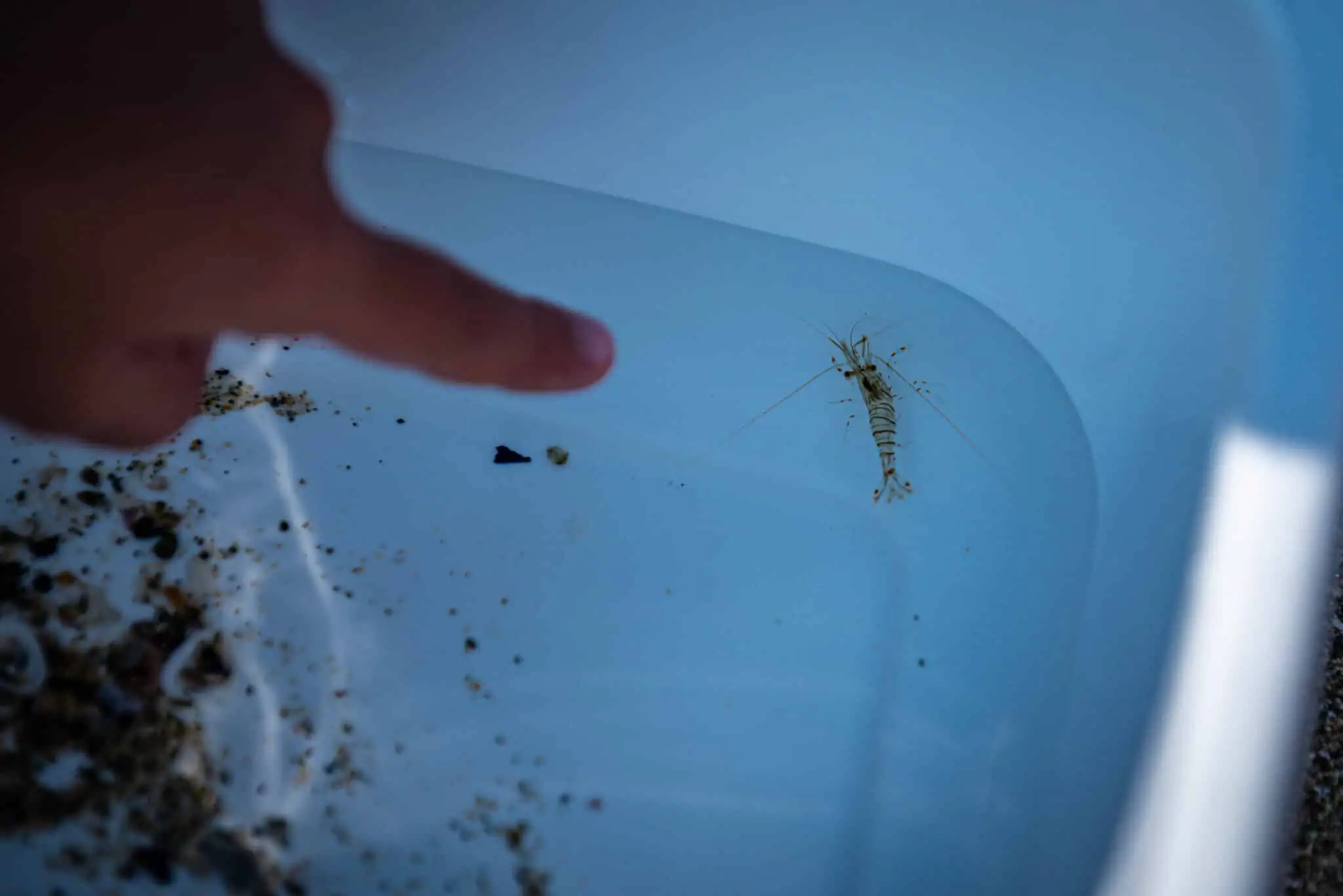 ATELIER PÊCHE A PIED