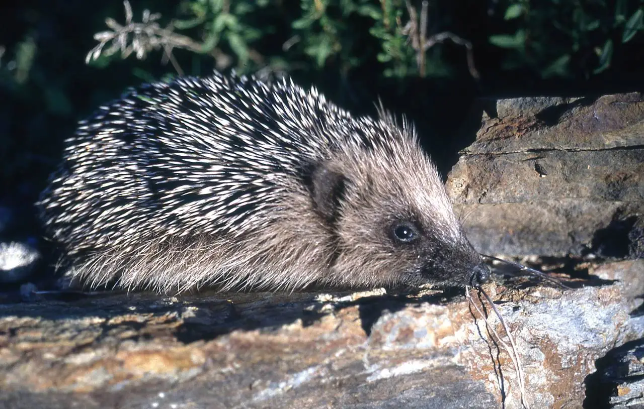 BALADES NATURALISTES DU MARDI