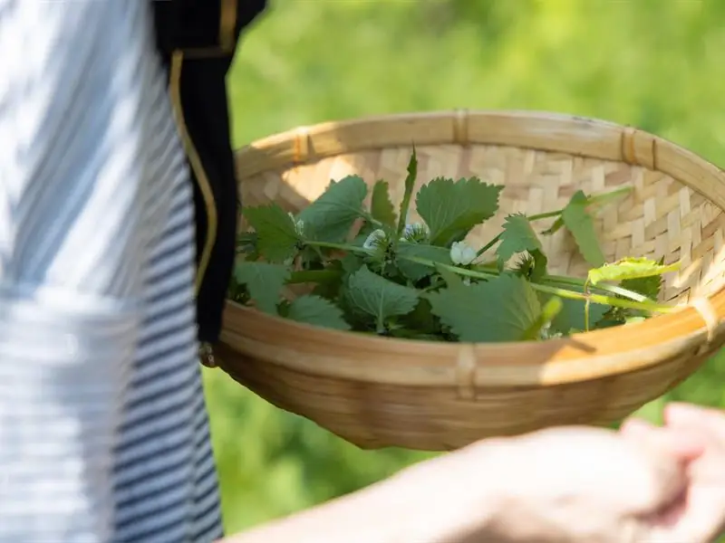 Sortie découverte des plantes sauvages
