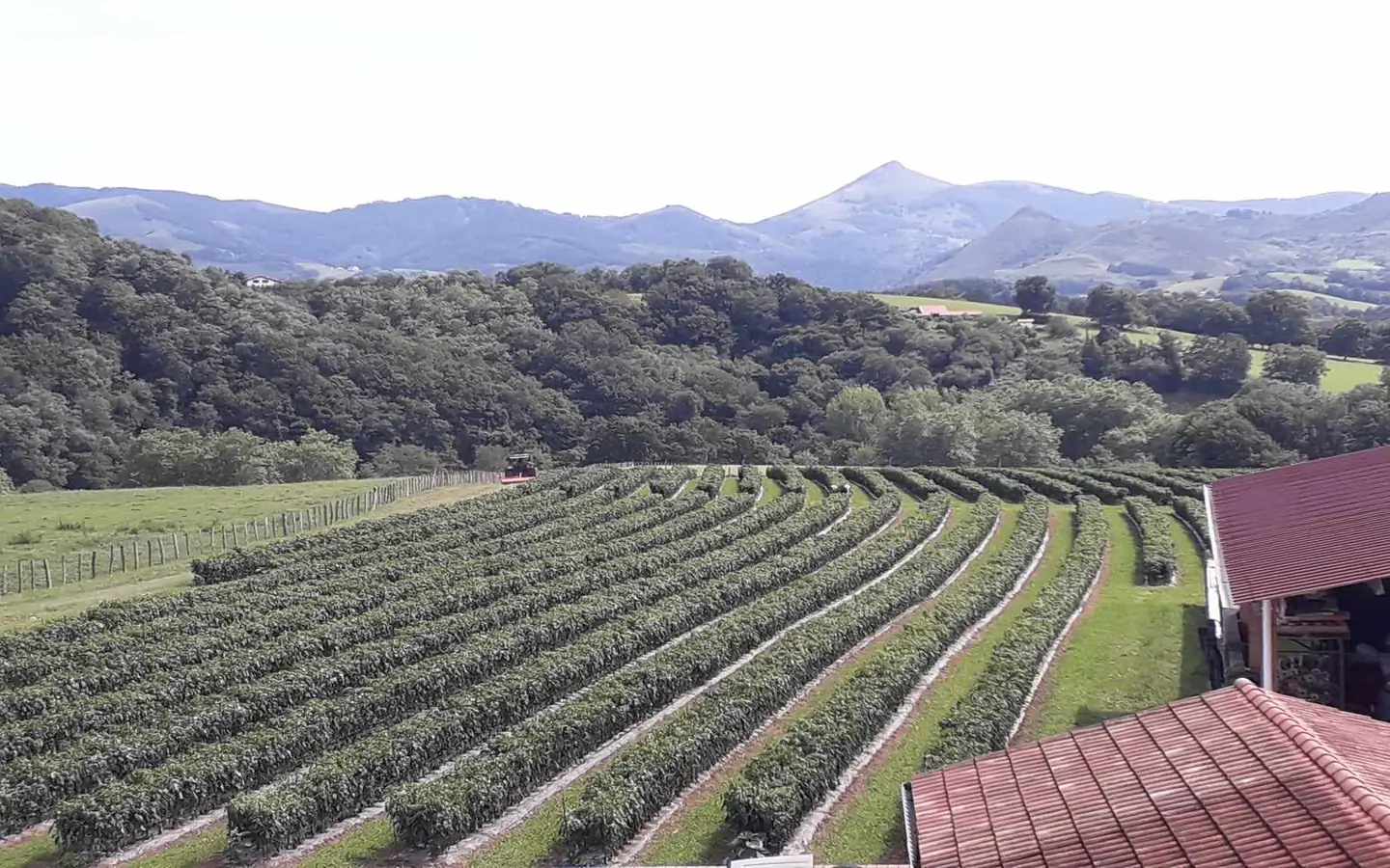Visite d'une ferme familiale de piment d'Espelette