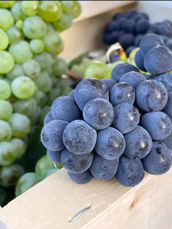 Visite Gourmande de Sancerre