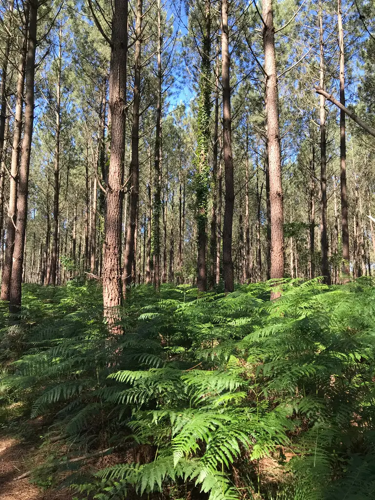 Randonnée commentée «Histoires de bois et de forêt»