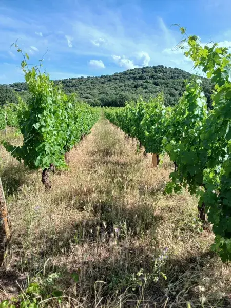 Visite du caveau Mas Rigal à La Selve