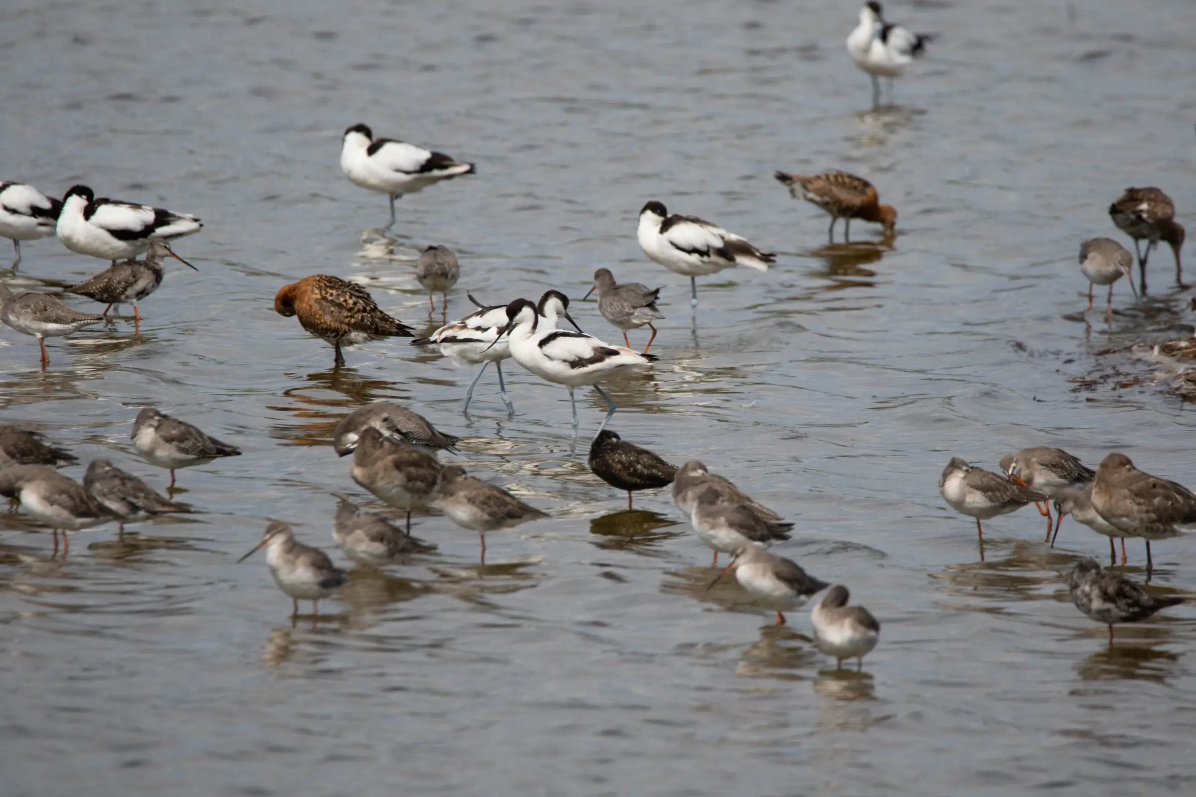 Formation aux oiseaux du littoral : l'identification des limicoles (niveau perfectionnement)