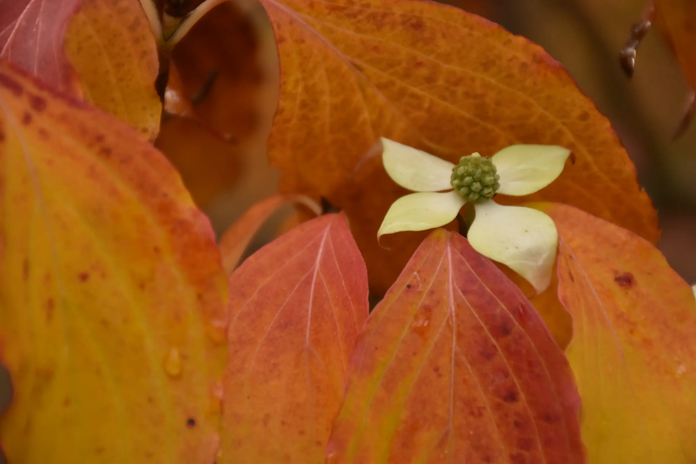 Concours photos : Automne