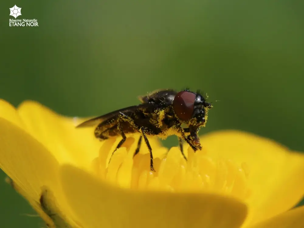 Les visites guidées de la Réserve Naturelle de l'Etang Noir