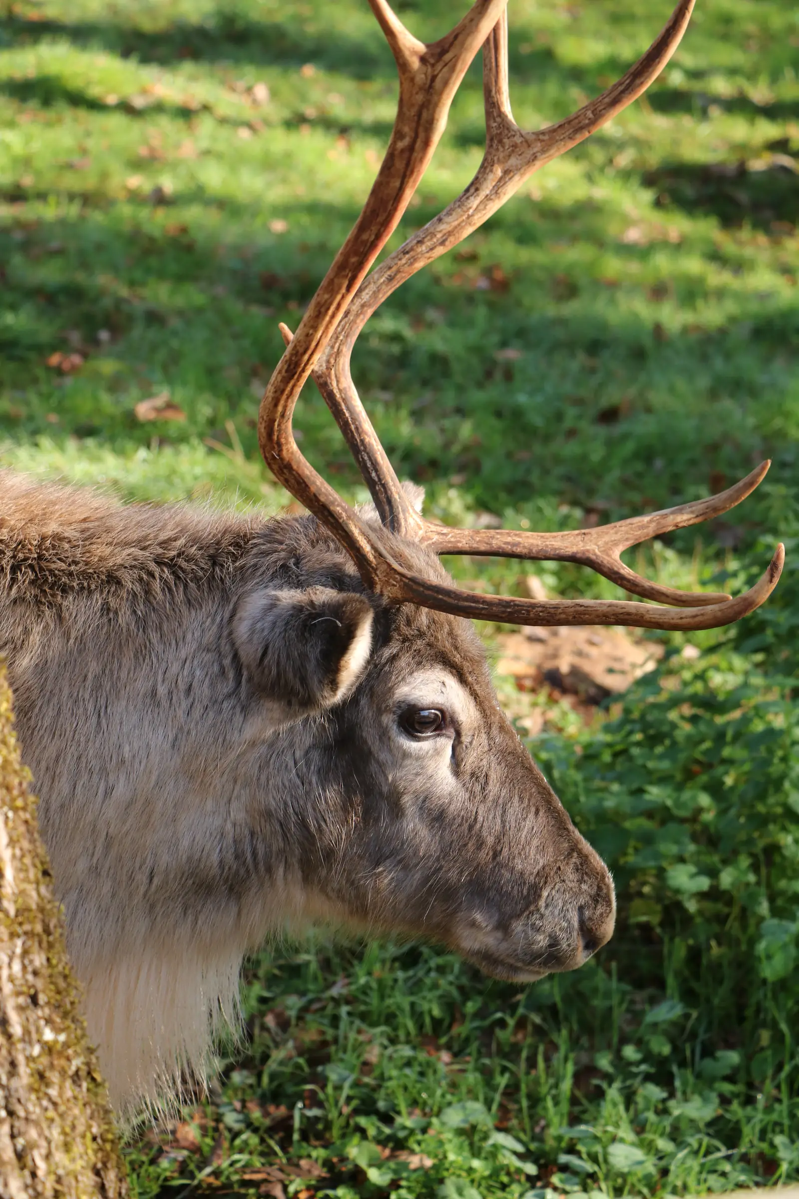 La Magie de Noël au Parc Animalier de Gramat