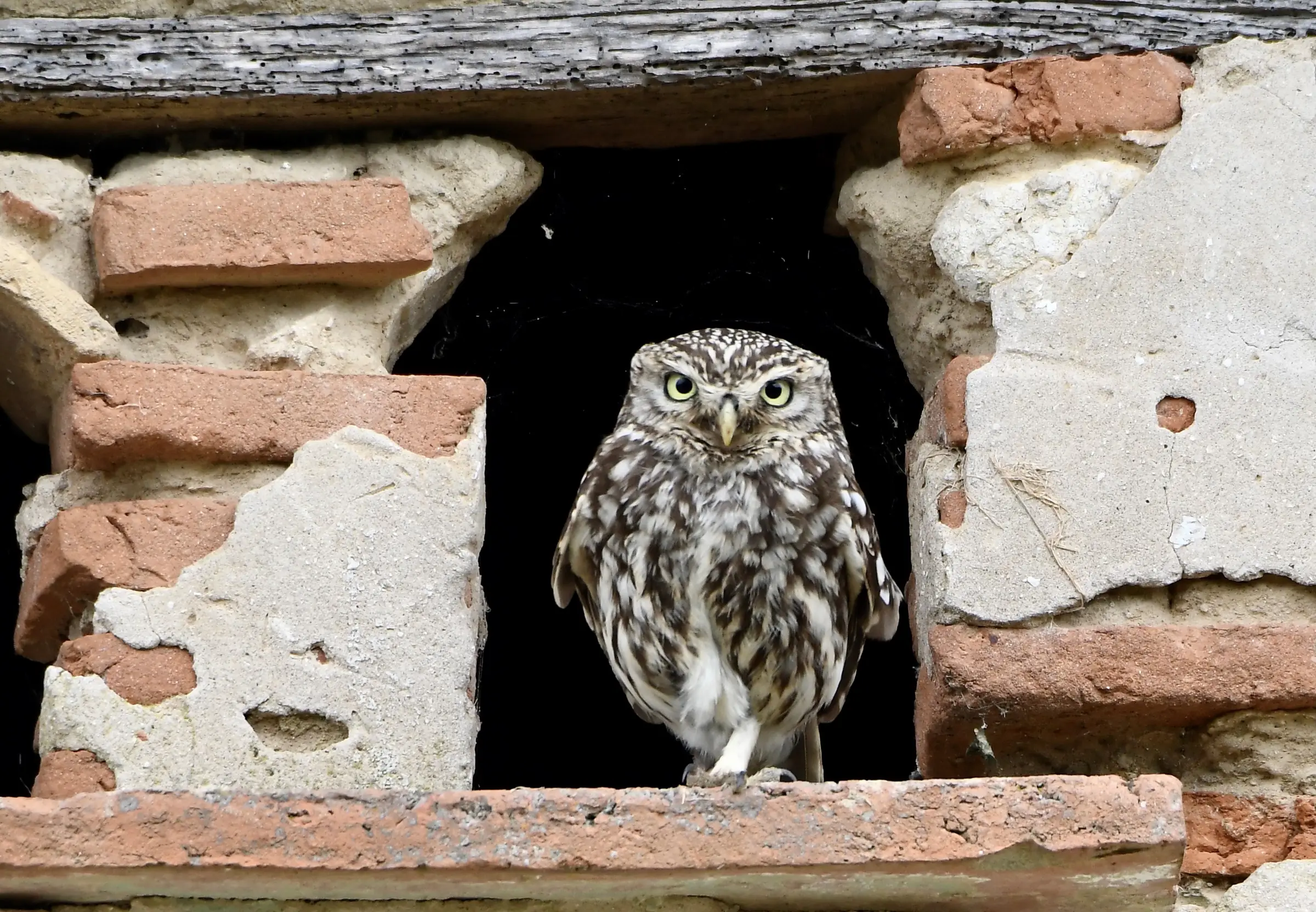 Observatoire de la faune et de la flore du Confluent