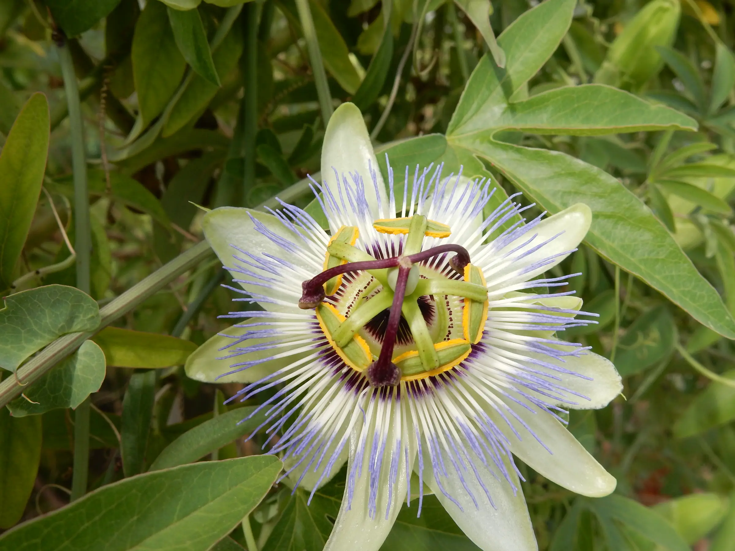 Le Jardin des Simples de l'Île de Vassivière