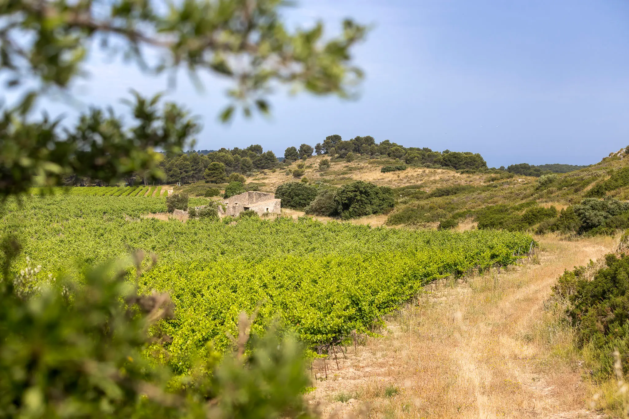 Parcours Pédestre au Domaine La Cadenière