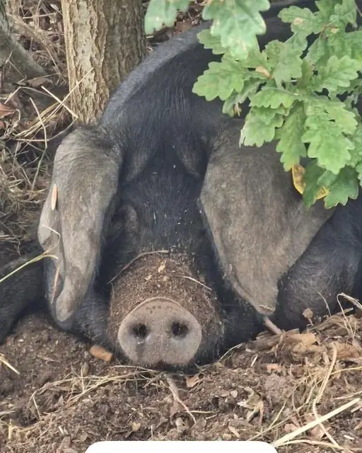 Visite et dégustation Ferme de porcs noirs