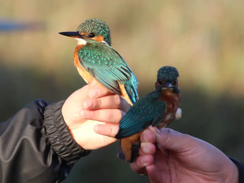 Bague à la patte à Terres d'Oiseaux
