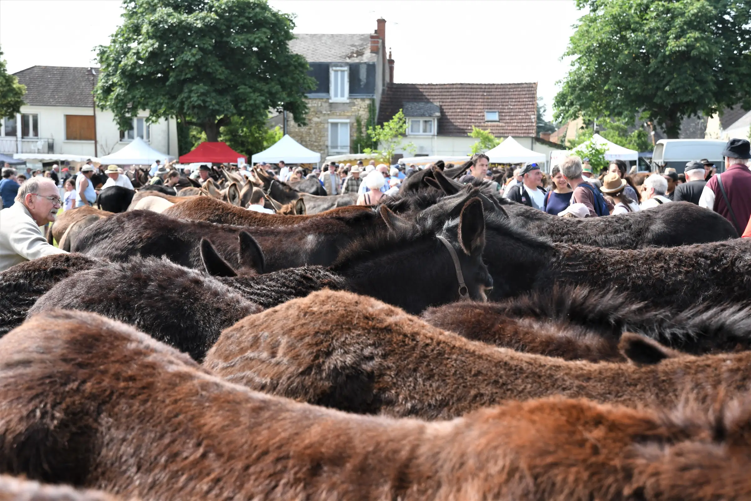 Foire aux ânes et aux mûles