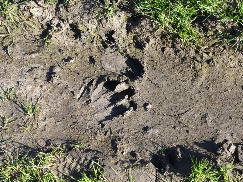 Sur les traces des Animaux à Terres d'Oiseaux