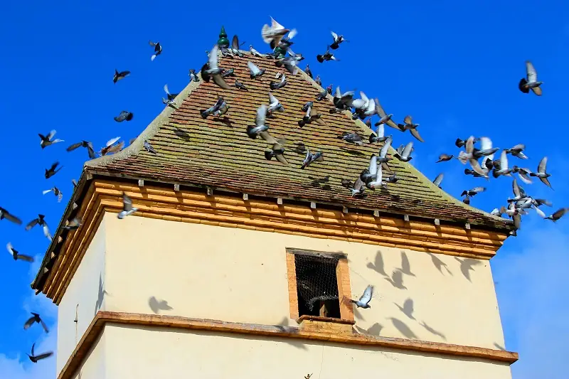 PIGEONNIER DE L'OFFICE DE TOURISME