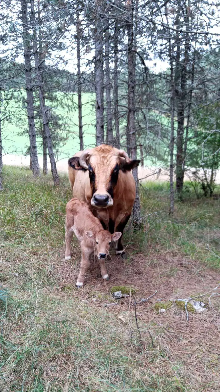UN ÉTÉ À LA FERME : LE MAZELET