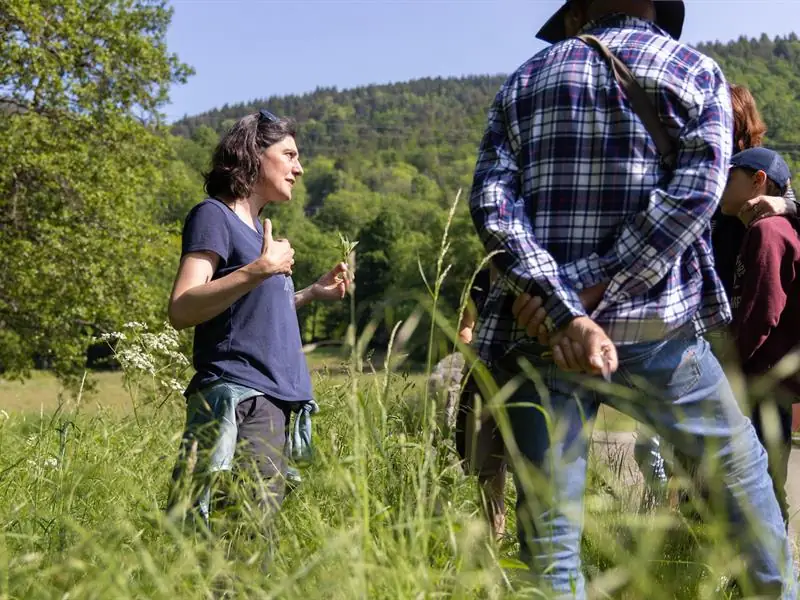 Sortie découverte des plantes sauvages