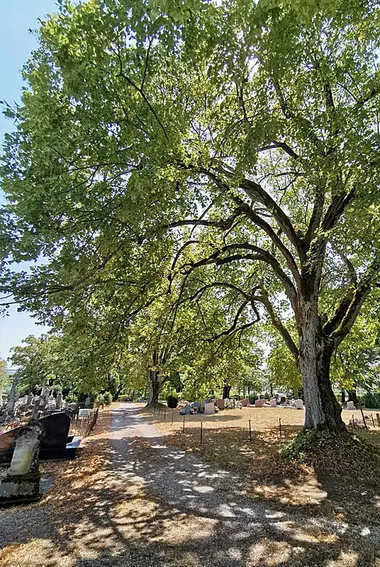 Cimetière d'Aubigny-sur-Badin