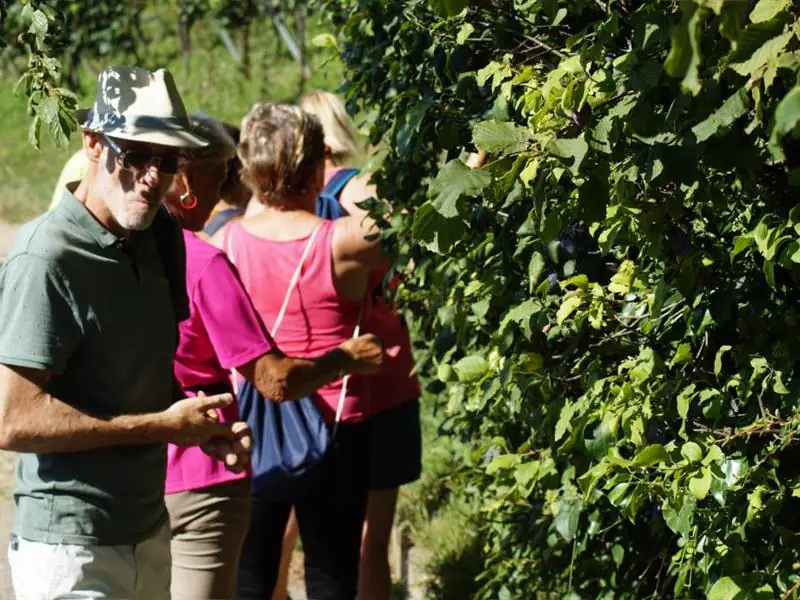 Randonnée accompagnée dans les Vignes