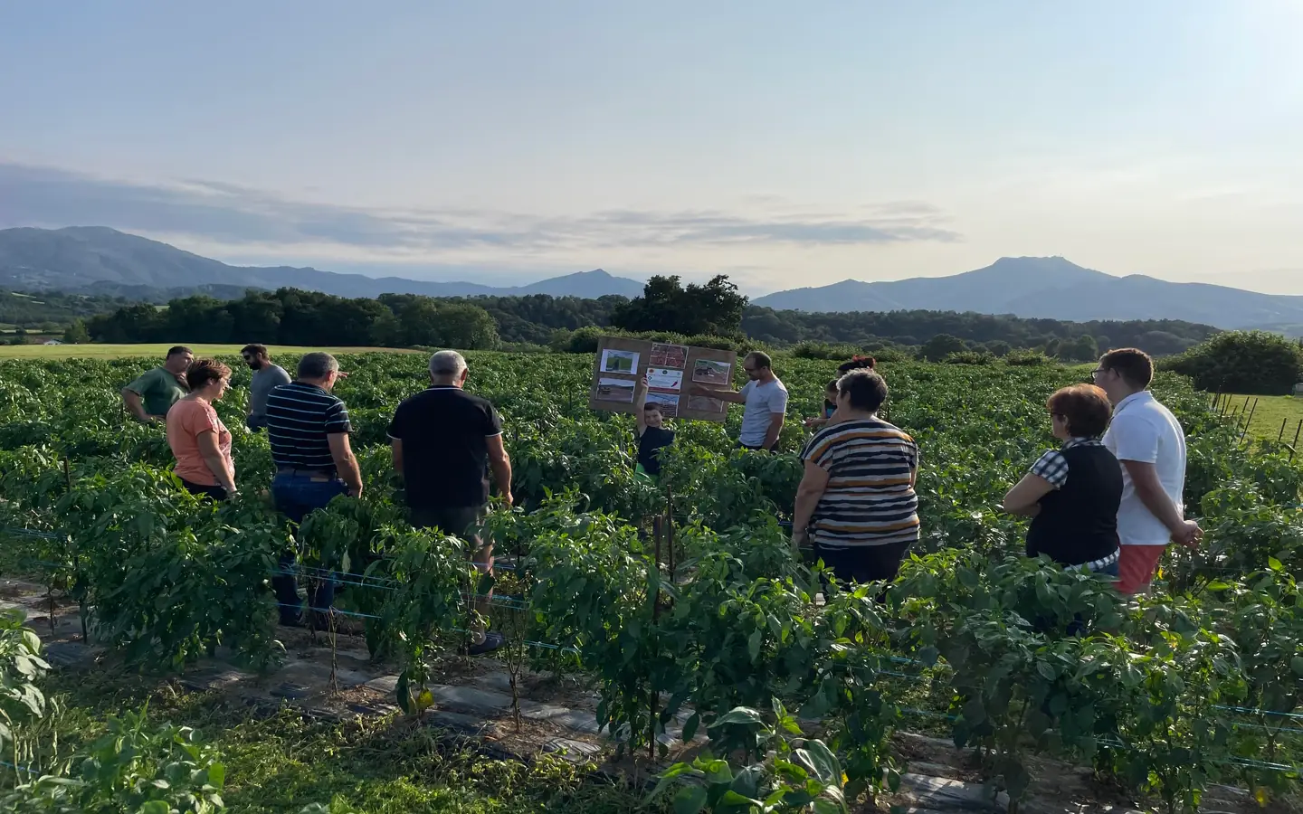 Visite d'une ferme familiale de piment d'Espelette