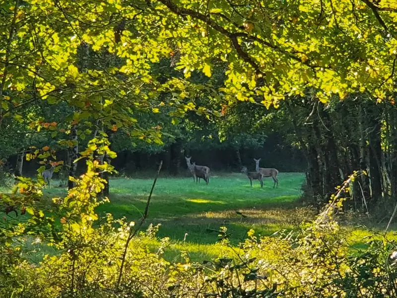 À l'affût des cerfs