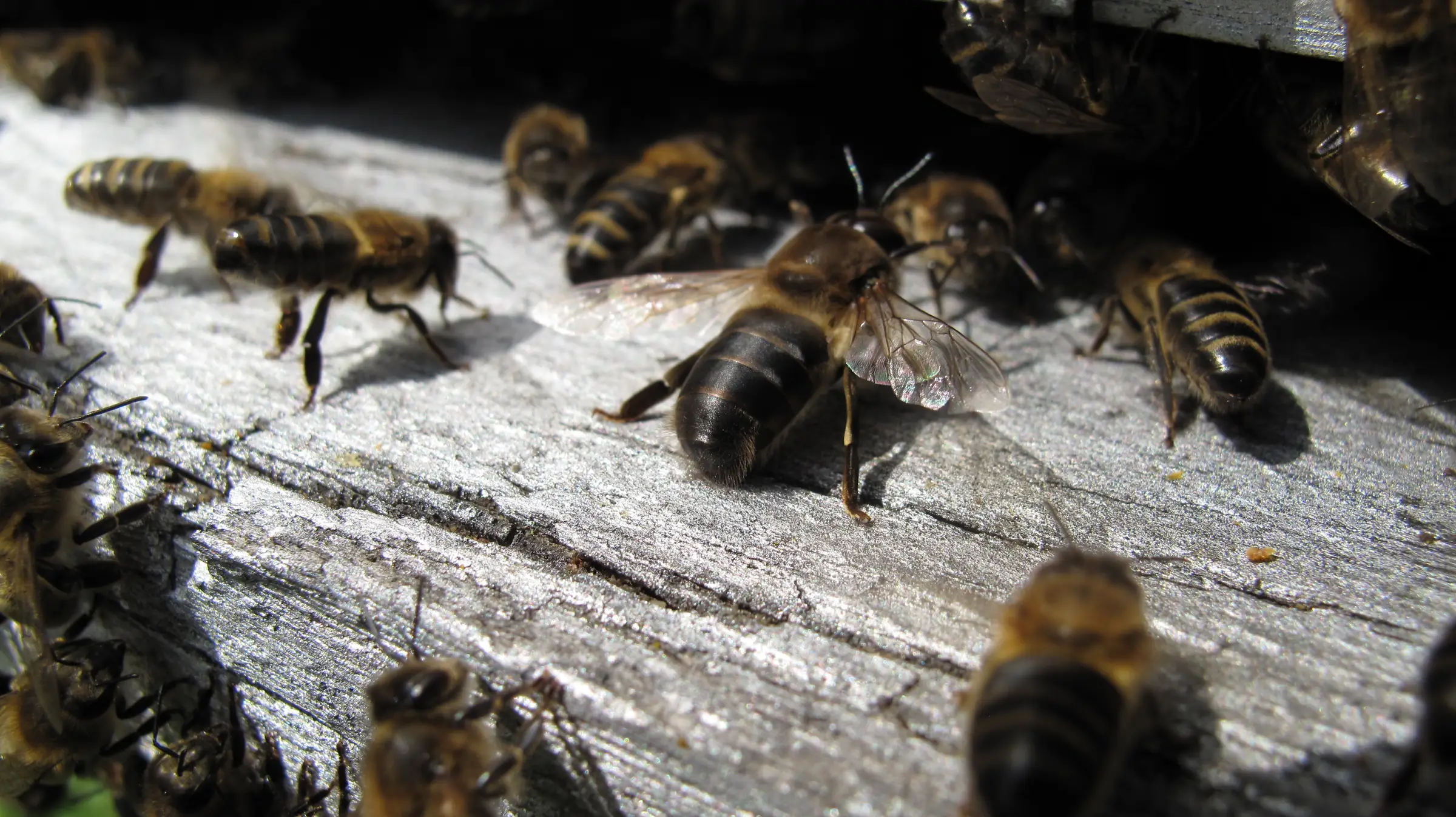 LES RUCHERS TRONCS DE LA VALLÉE DE L'ABEILLE NOIRE