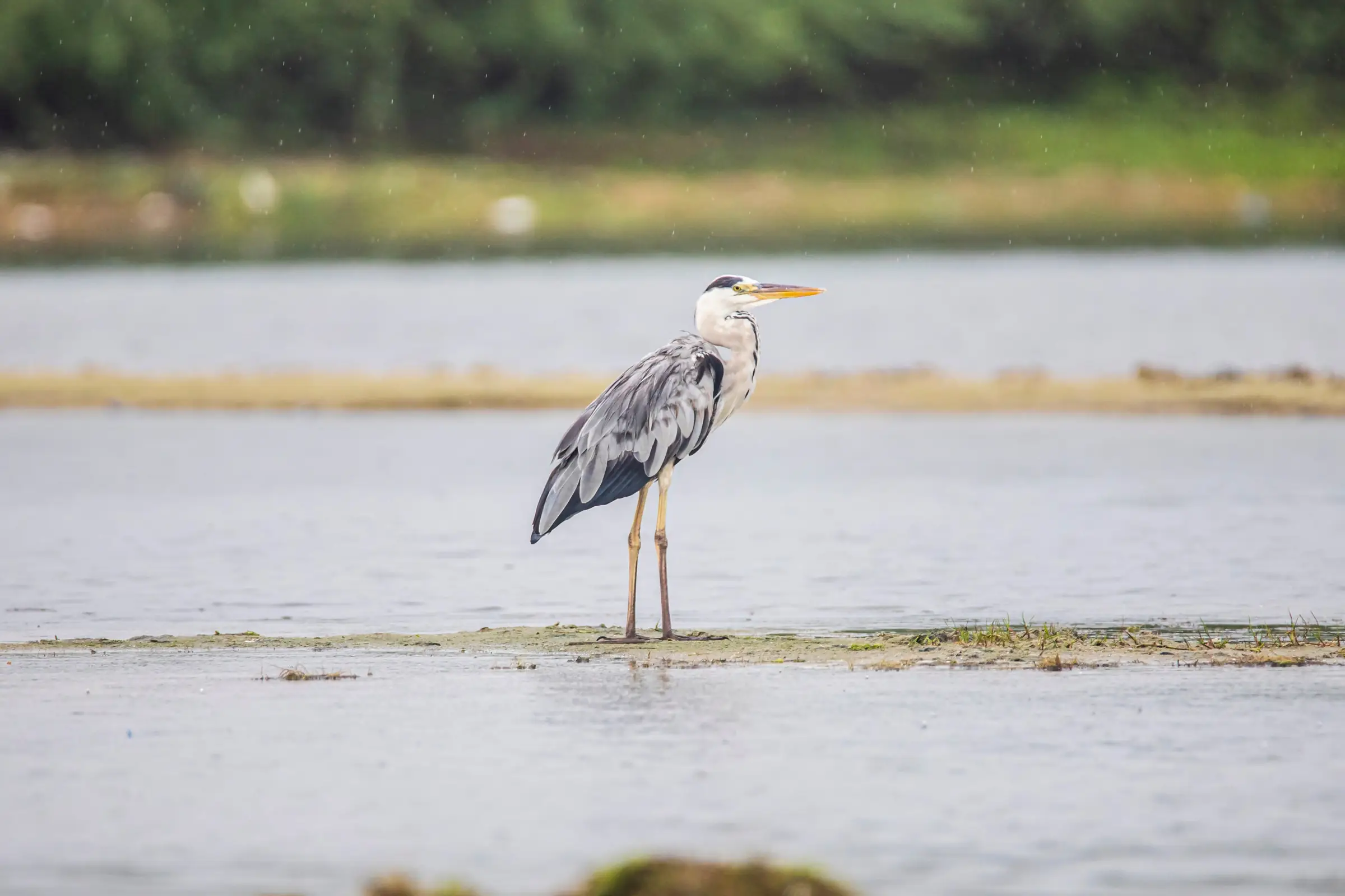 Sortie nature : les oiseaux d'eau