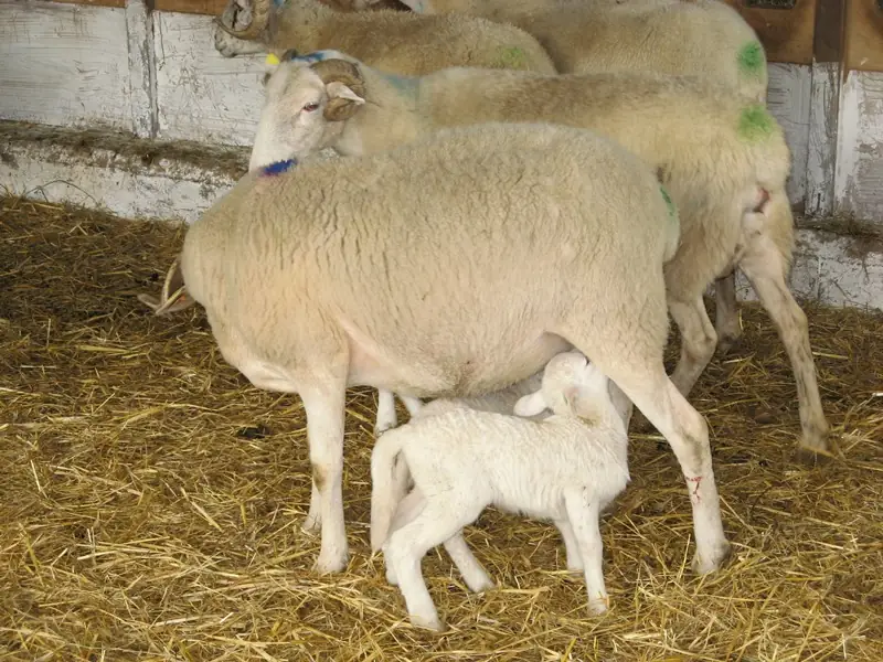 Balade avec un berger à Iraty