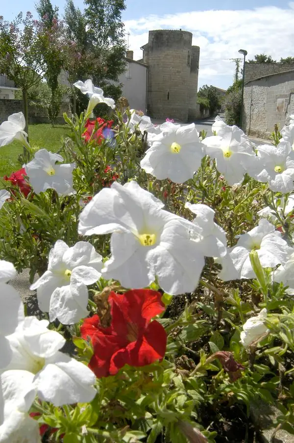 Saint-Rémy-en-Plaine vaut le des Tours