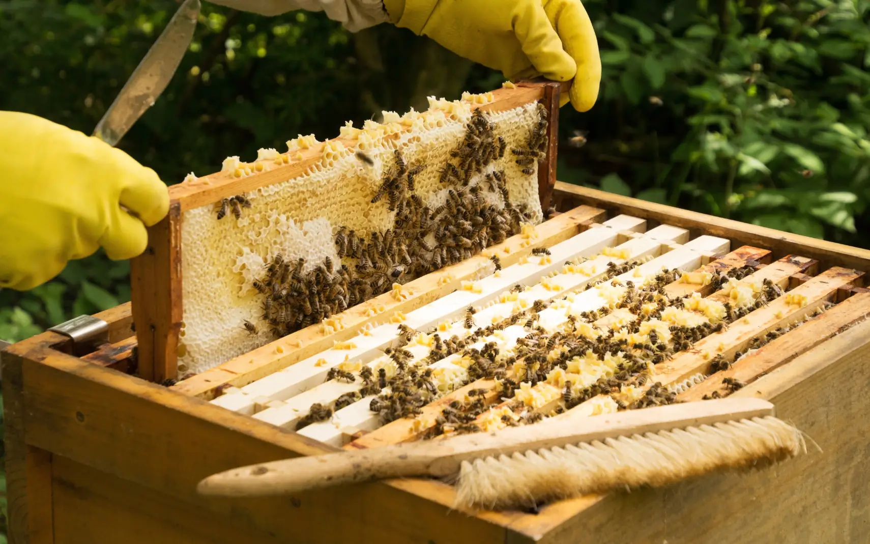 Découverte de l'apiculture et de l'abeille noire des Landes