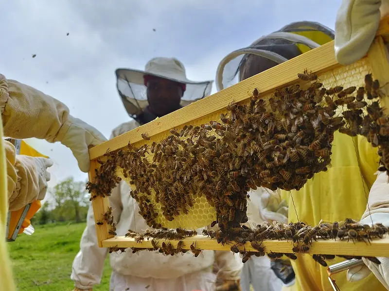 Expérience de Destination : Vivez ma passion avec les abeilles !