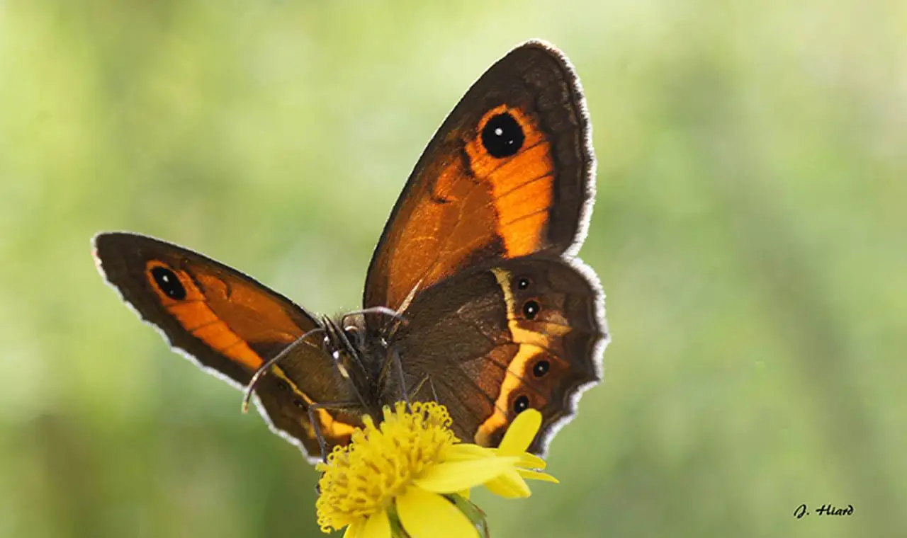 BALADES NATURALISTES DU MARDI