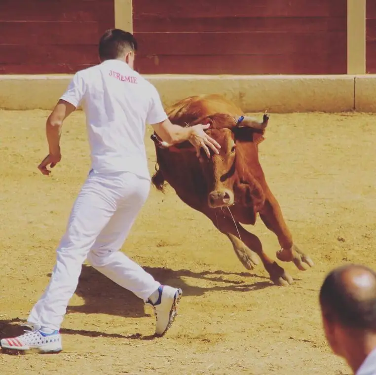 Les arènes