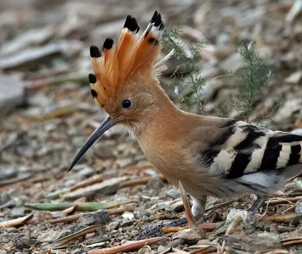 BALADES NATURALISTES DU MARDI