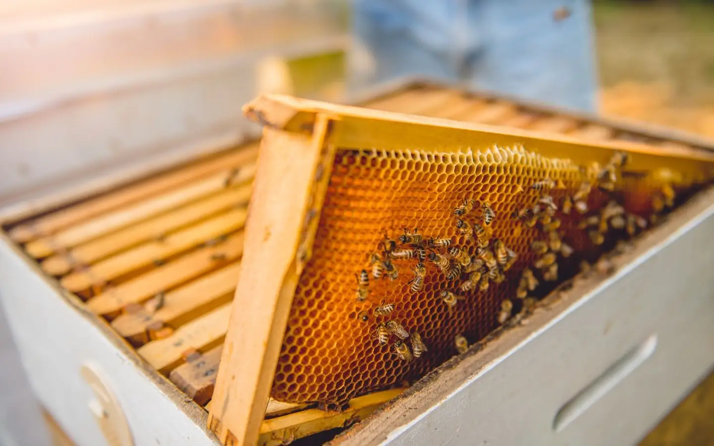 Visite à la Ferme : Abeilles et délices