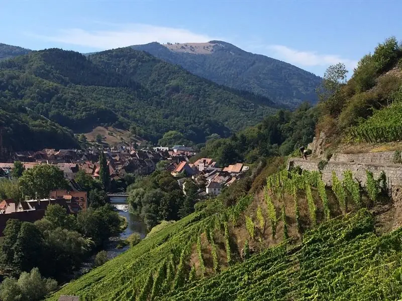 Balade sensorielle dans le vignoble du Rangen : mystères dans le verre !