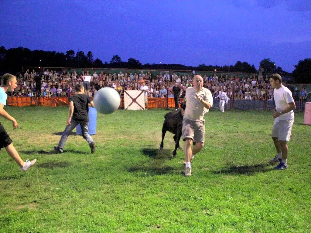 Courses de vaches landaises