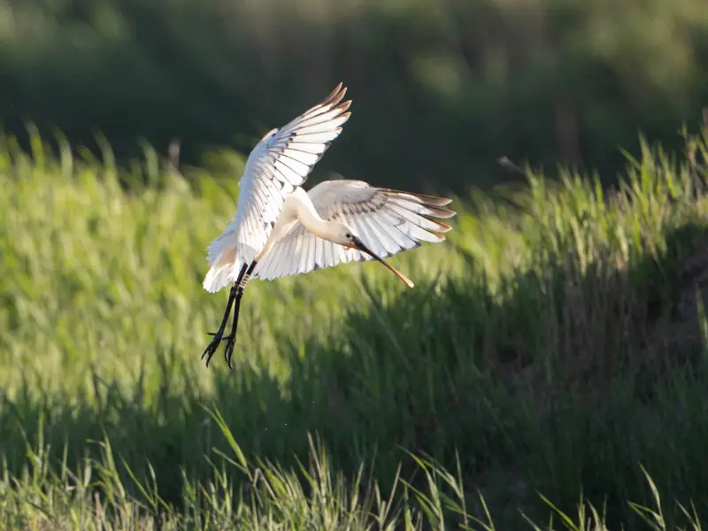 Samedi comptage à Terres d'Oiseaux