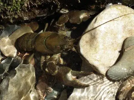 Sortie nature les pieds dans l'eau