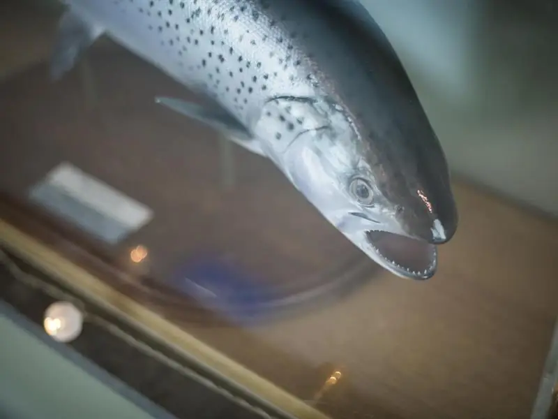 Visite flash & insolite à la Passe à Poissons