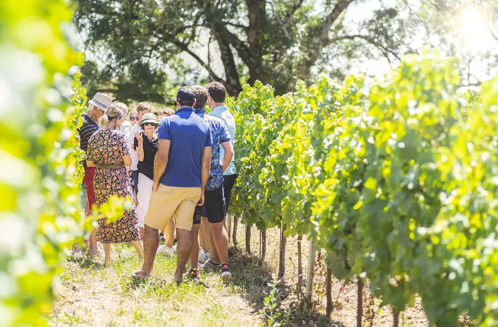 Visite pédagogique & dégustation gourmande | Domaine Grange Neuve