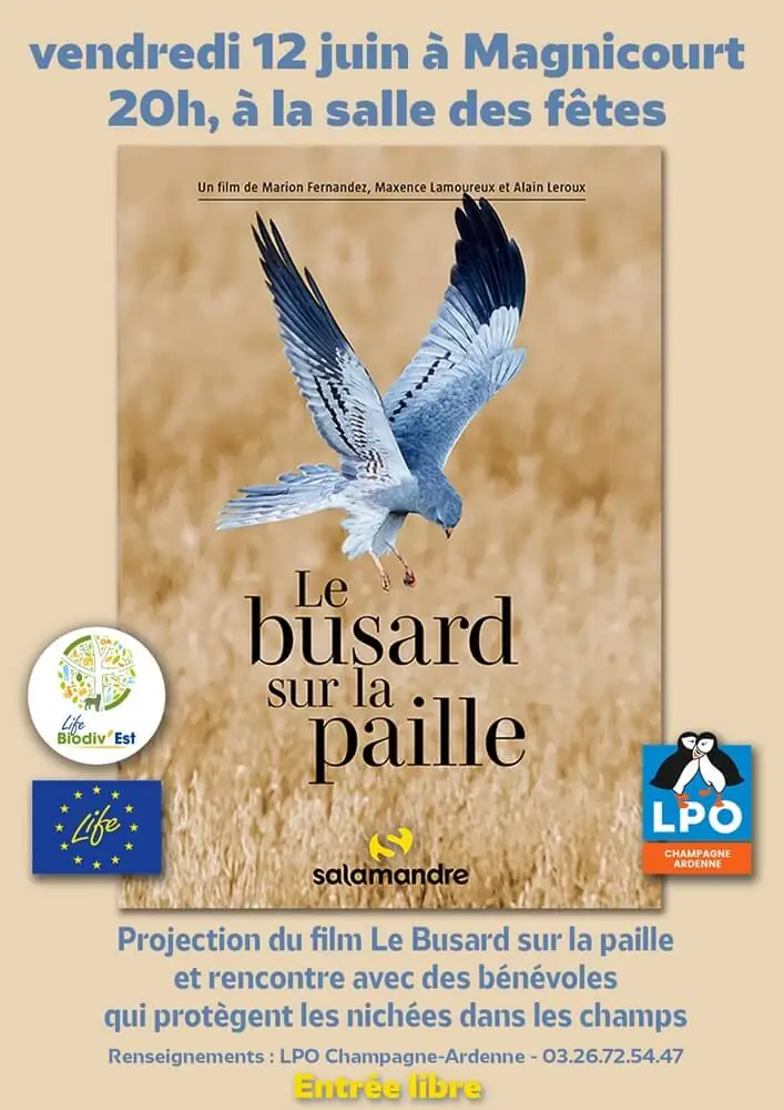 Projection : "Le busard sur la paille"