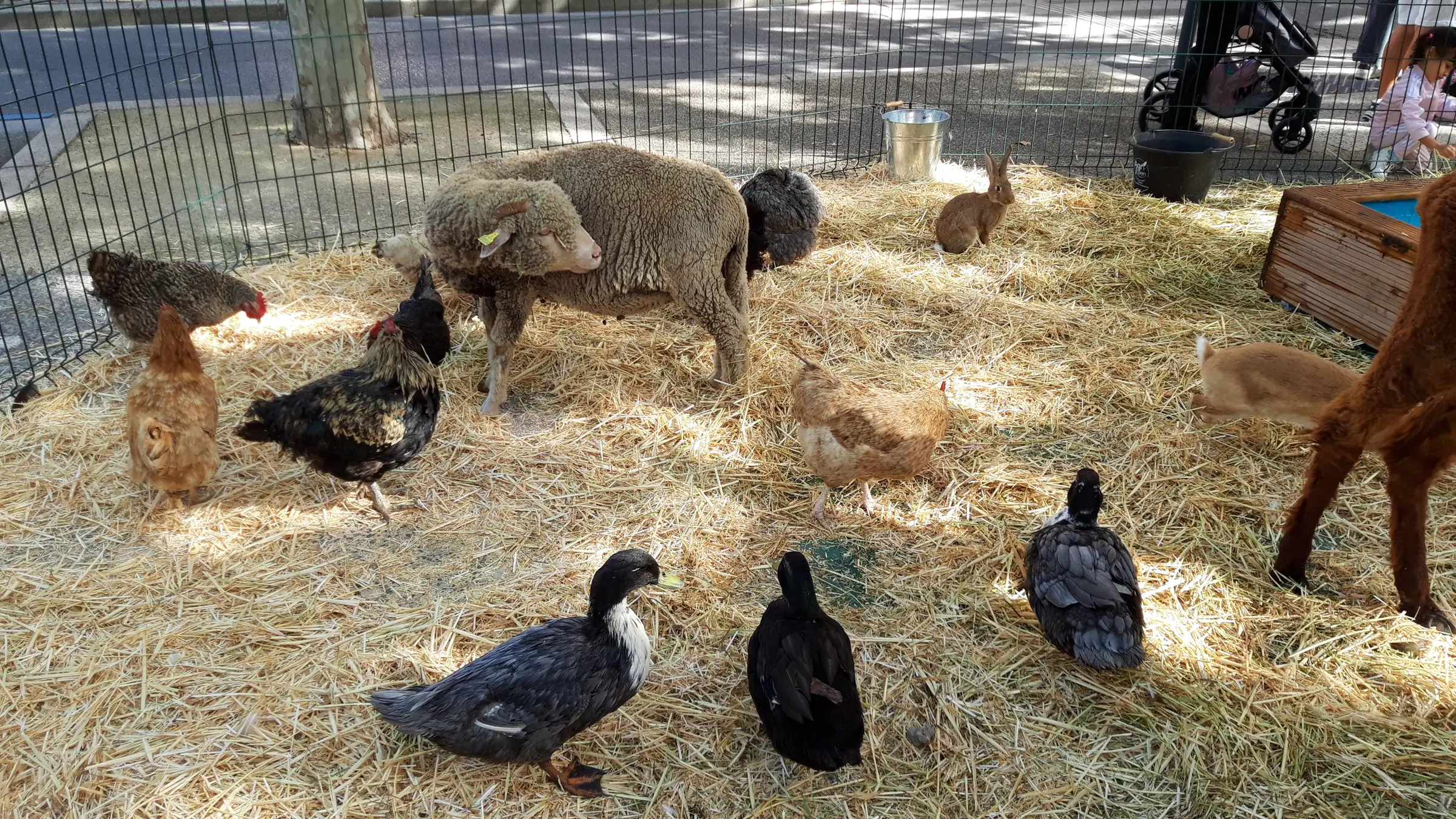 Foire agricole de la Saint-Michel
