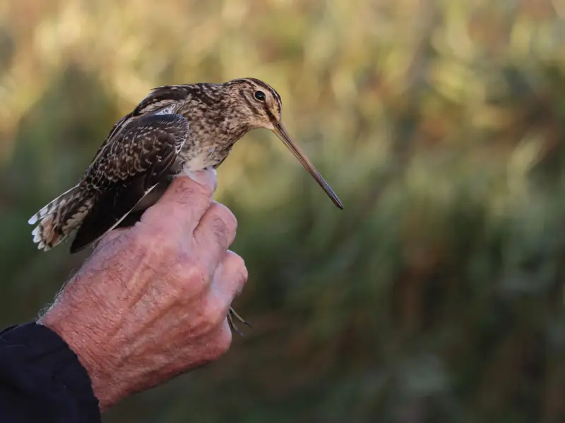 Bague à la patte à Terres d'Oiseaux
