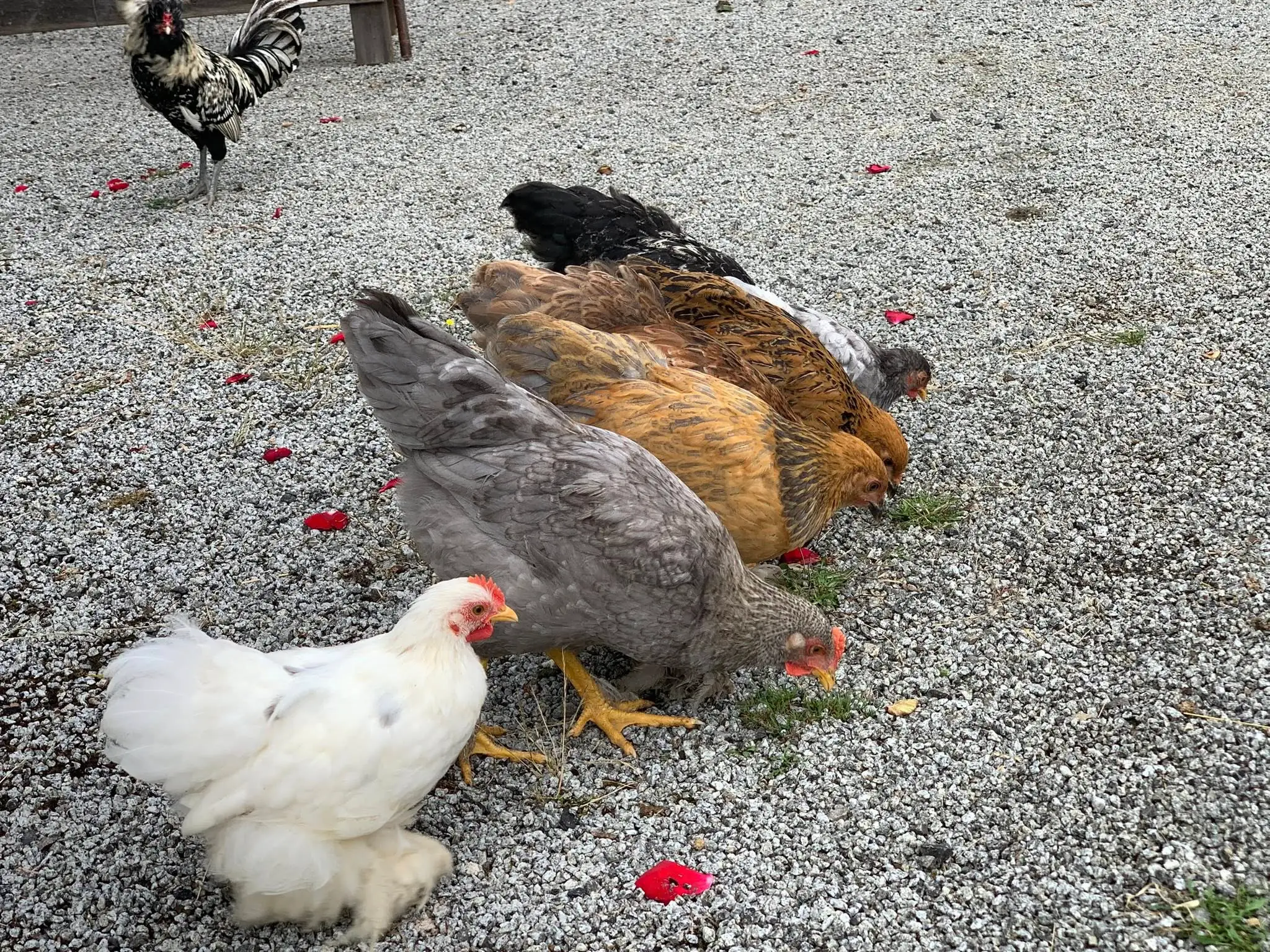 Animations à la ferme pédagogique du domaine D'Hestia