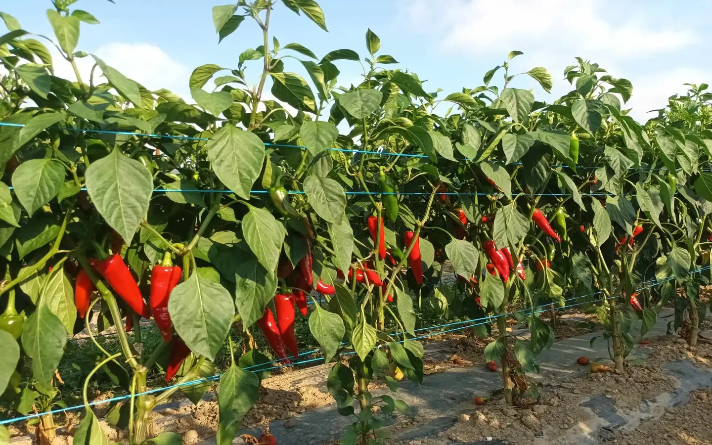 Visite d'une ferme familiale de piment d'Espelette