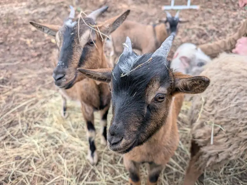 Atelier petits soigneurs